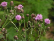 flowers006.jpg